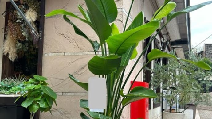 事務所開設お祝いに観葉植物!