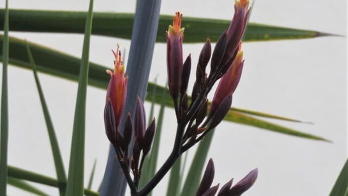 40年に一度咲く花?