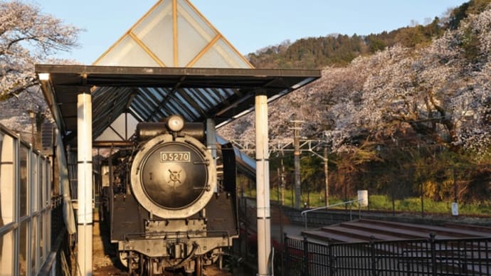 桜開花の報を聞いて05日は山北鉄道公園へ!