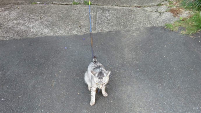 散歩で猫-18