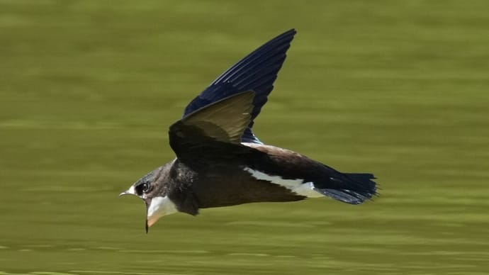 ハリオアマツバメ 大きな口を開けて