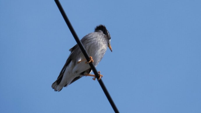 ●犀川の鳥(3) 電線にムクドリ カルガモ コガモ オオバン 医王山と犀川