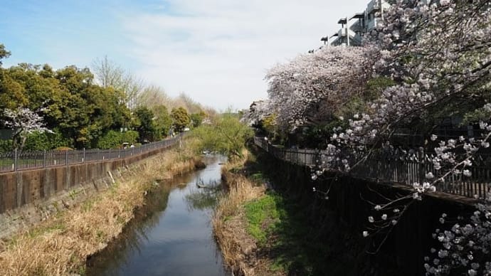 春爛漫～いたち川の桜風景