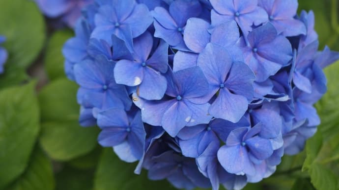 ６月２１日＜きれいなアジサイ＞