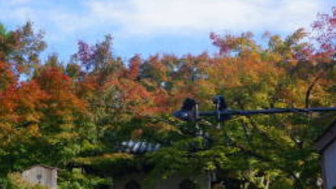 紅葉だけじゃない~永観堂