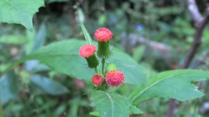 里山 秋の花・キノコ