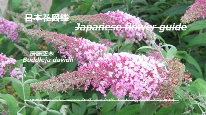 ピンクイルカの群れ？！A flock of pink dolphins? !