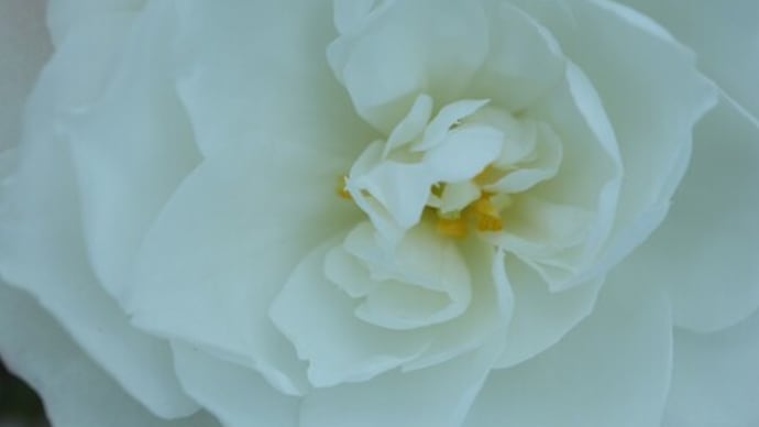 白の八重の山茶花「玉芙蓉」(椿山茶花シリーズ 20-06)