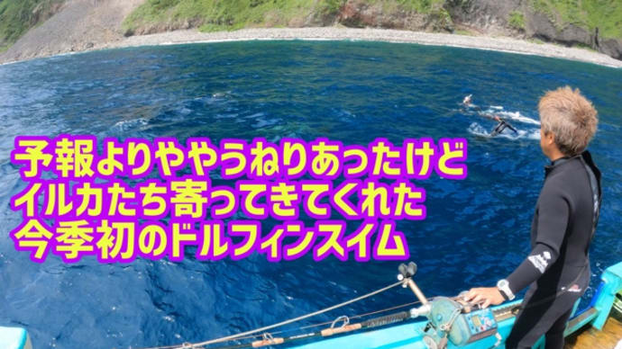 予報よりややうねりあったけどイルカたち寄ってきてくれた今季初ドルフィンスイム。