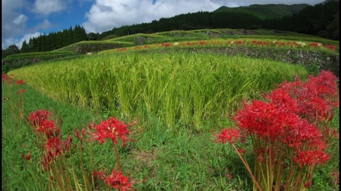 初秋の棚田