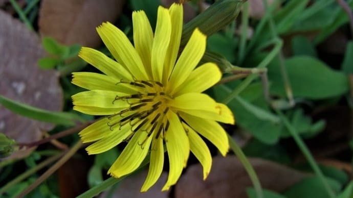 オオジシバリ(大地縛)ハキダメギク(掃溜菊)イセリアカイガラムシ・俳句鑑賞