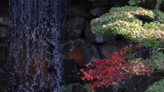 ●11月の兼六園(2) 翠滝とモミジの紅葉 ツワブキ ムラサキシキブの実? 萩 万両