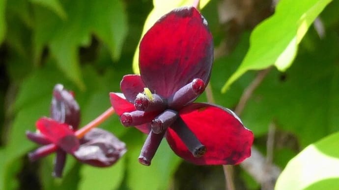 ミツバアケビの花