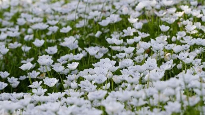 白い花・ネモフィラ・スノーストーム