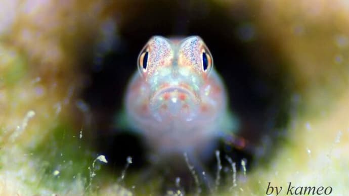 しっくりと丁寧にマクロフォトダイブ!!、年末年始の海。②☆