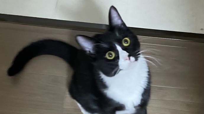 ひっそりと譲渡会