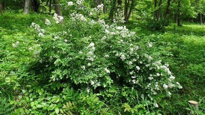 浅間山公園の他の花など