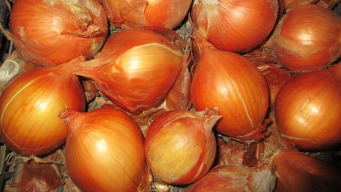 長期保存のタマネギ「ネオアース」と萌芽