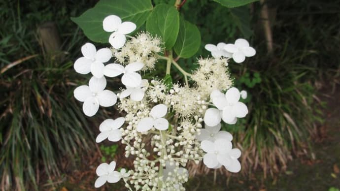 夏の花:糊空木