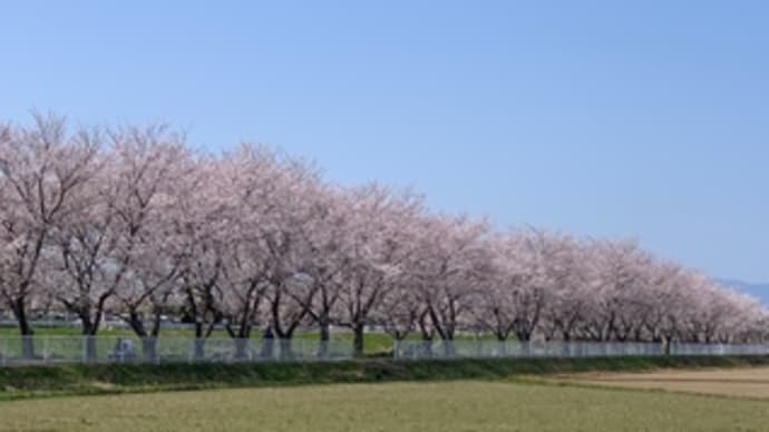 桜巡り