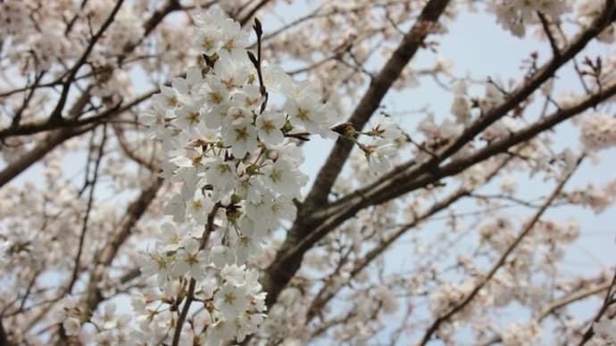 今日は桜を見にいったり、庭の桜を見たり、ロゴストロンの話書いたり