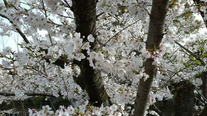 京都でお花見①　蹴上インクライン