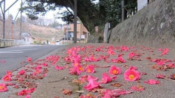 篠窪（しのくぼ）より　曇りの日は篠窪の旧道の景色を楽しむ（　2023/03/12～21)