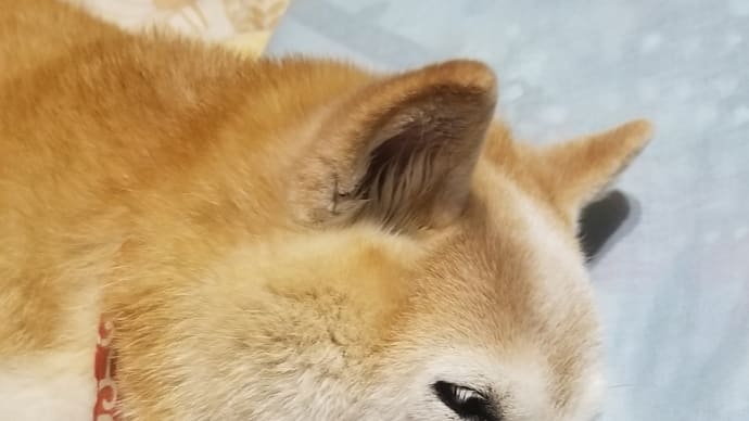 今日はダルダルのクリンだぁ