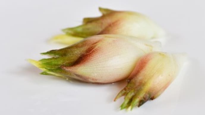 茗荷