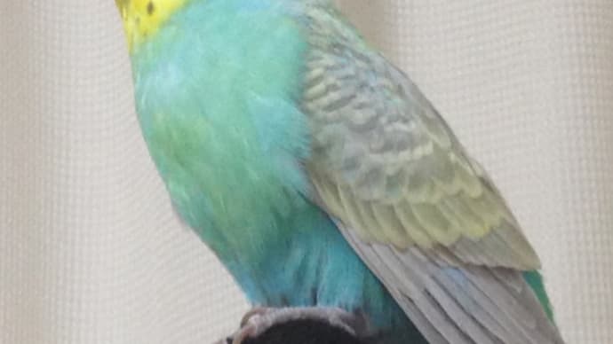 ごうちゃん