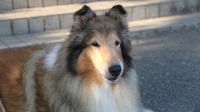 上の姉は