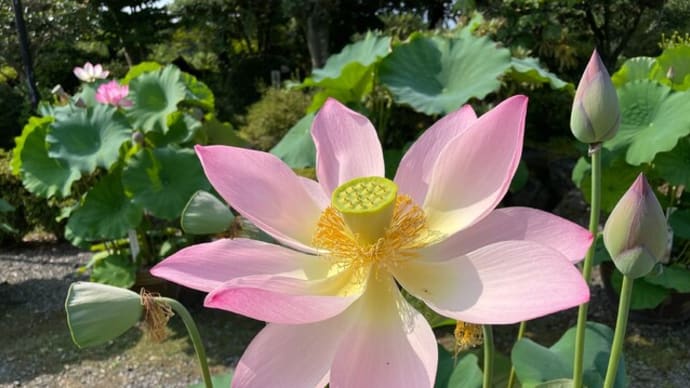 蓮の種から芽が出ました