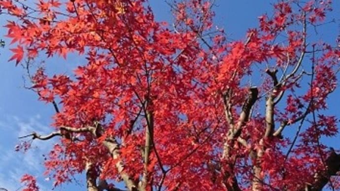 我が家の紅葉
