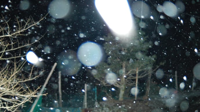 令和7年3月6日・20:23時点の雪の様子
