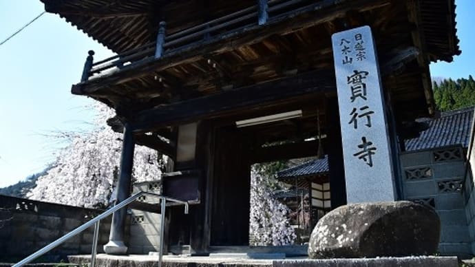 実行寺 しだれ桜 満開