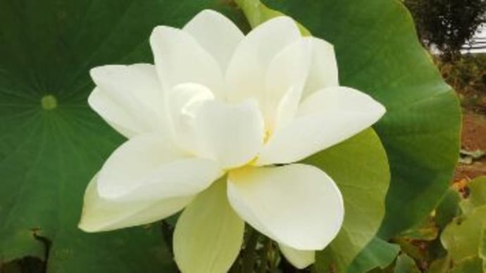 ハスの花が咲いてます