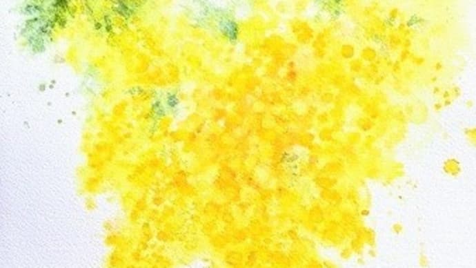 mimosa