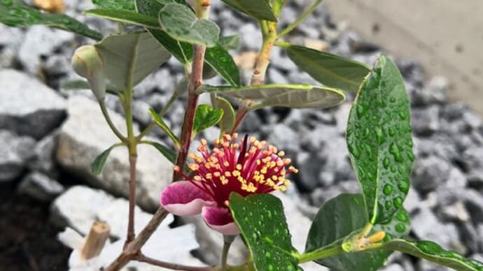 フェイジョア・マンモスの花