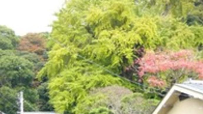 荏柄神社の大銀杏