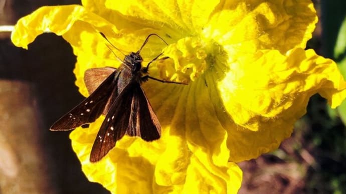 セセリチョウ:チョウともガともつかない虫が