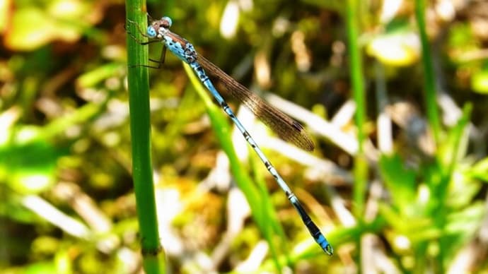 ホソミオツネントンボ Indolestes peregrinus