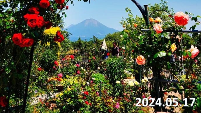 こばやしバラ園　ｷﾀ━━━━(ﾟ∀ﾟ)━━━━!!　5月17日