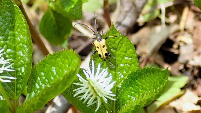 カラフトトホシハナカミキリ