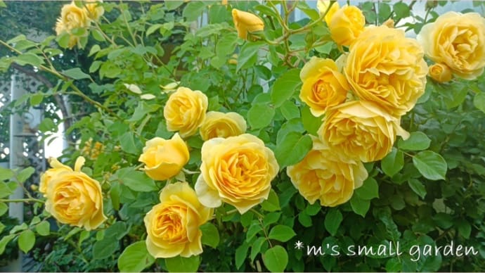 目線で咲かせるツル薔薇誘引・グラハムトーマス<超低農薬で育てる工夫>
