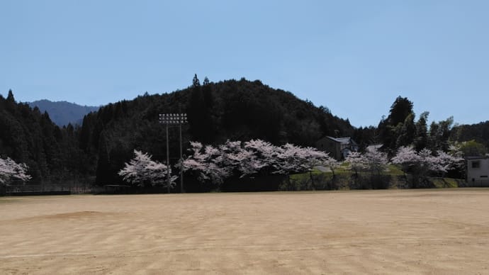 軟式野球練習場 ~R6年桜①~
