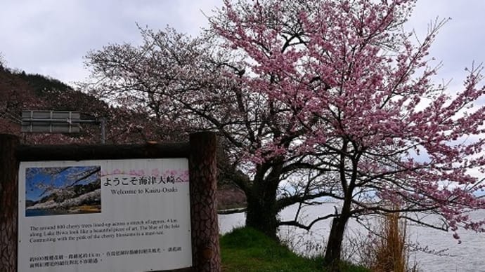 海津大崎（高島市） の 桜