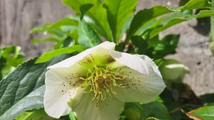 最近のお花と還暦同窓会