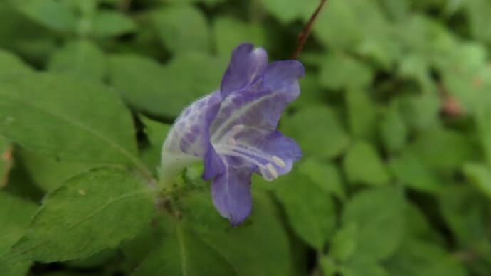 生態園で見た青・紫・白の花たち~京都府立植物園2024/7中旬(3)