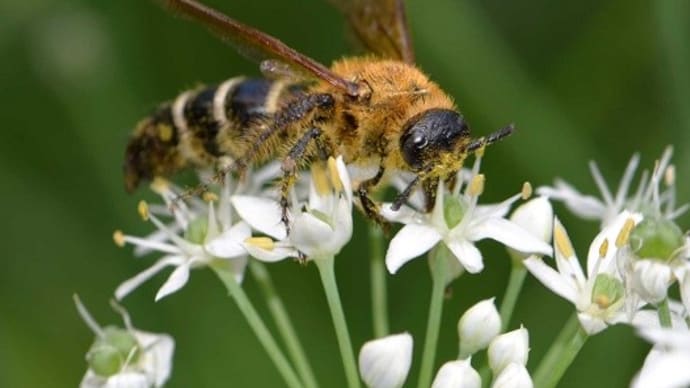 ニラの花と昆虫（６） 「キンケハラナガツチバチ」など