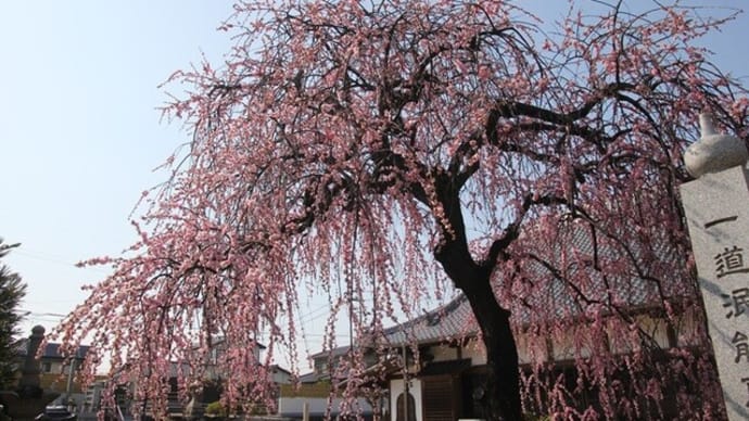 三蔵院の枝垂桜